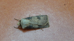 Agrotis puta