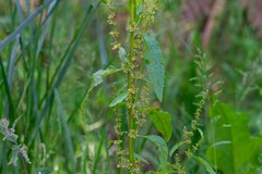 Rumex