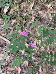 Indigofera australis