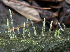 Lycopodiaceae