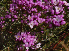 Boronia pinnata