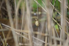 Acrocephalus australis