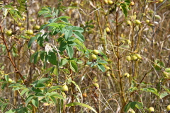 Rosa majalis