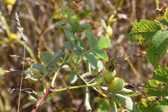Rosa majalis