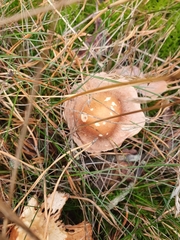 Agaricales