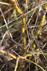Rosa majalis
