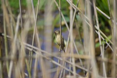 Acrocephalus australis