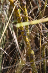Rosa majalis