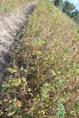 Rosa majalis