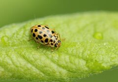 Anisosticta novemdecimpunctata