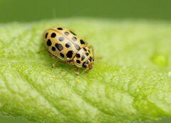 Anisosticta novemdecimpunctata