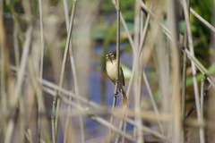 Acrocephalus australis