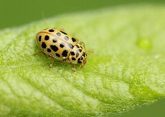 Anisosticta novemdecimpunctata