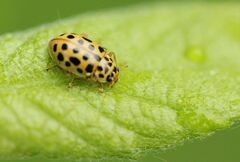 Anisosticta novemdecimpunctata