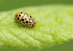 Anisosticta novemdecimpunctata