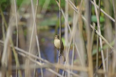 Acrocephalus australis