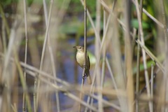 Acrocephalus australis