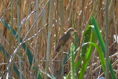 Acrocephalus australis