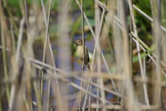 Acrocephalus australis
