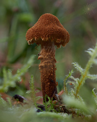 Cystoderma jasonis
