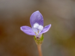 Wahlenbergia