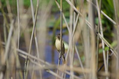 Acrocephalus australis