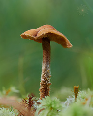 Cystoderma jasonis