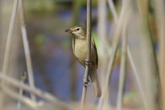Acrocephalus australis