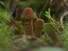Cystoderma jasonis