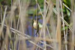 Acrocephalus australis