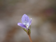 Wahlenbergia