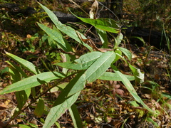 Lactuca sibirica