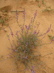 Swainsona microphylla