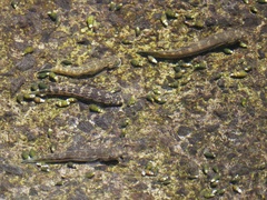 Sicyopterus
