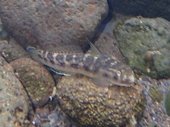Sicyopterus