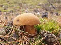 Suillus variegatus