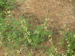 Carrichtera annua