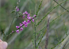 Muraltia scoparia