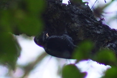Picoides tridactylus