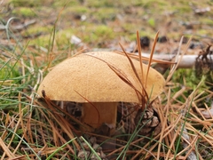 Suillus variegatus