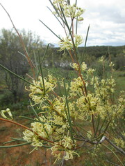 Hakea leucoptera leucoptera