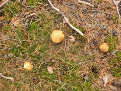 Suillus variegatus