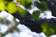 Picoides tridactylus