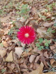 Lampranthus coccineus