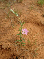 Convolvulus remotus