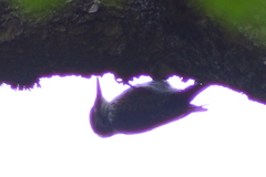 Picoides tridactylus