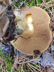 Suillus variegatus