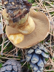 Suillus variegatus