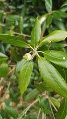Quercus ilex