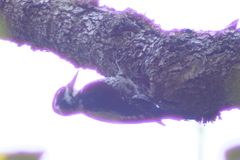 Picoides tridactylus